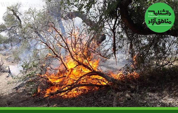 آتش سوزی در مناطق آزاد که تحت پوشش سازمان حفاظت محیط زیست نیستند، رخ داده است